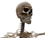 Skeleton