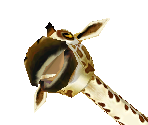 Reticulated Giraffe Baby