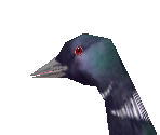 Common Loon