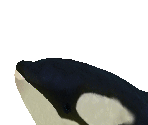 Orca Baby