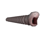 Alaskan Bull Worm