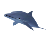 Dolphin