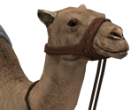 Camel