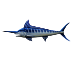 Swordfish