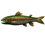 Rainbow Trout