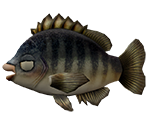 Bluegill