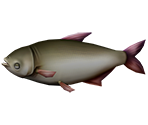 Silver Carp