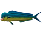 Dolphinfish