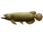 Arowana