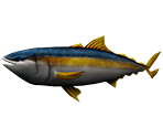 Yellowtail