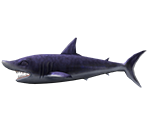 Shortfin Mako Shark