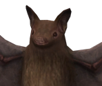 Bat