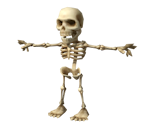 Skeleton