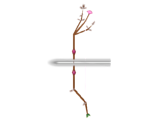 Madoka's Bow