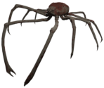 Japanese Spider Crab