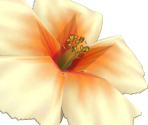 Hibiscus Flower