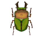 Rainbow Stag Beetle