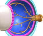 Eye Anatomy Model