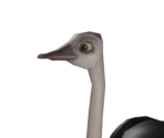 Ostrich