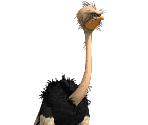 Ostrich