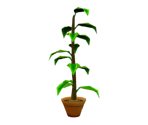 Tall House Plant