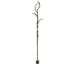 Bed of Chaos's Staff