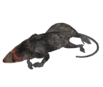 Small Dead Rat