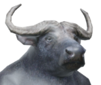 Buffalo