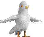 Pigeon