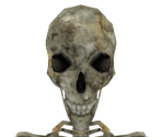 Skeleton