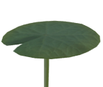 Lily Pad