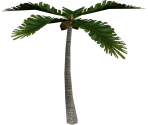 Palm Tree