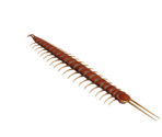 Centipede