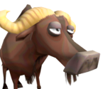 Wildebeest