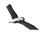 Seagull