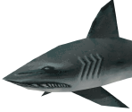 Shark