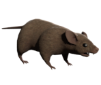 Rat