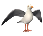 Seagull