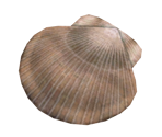 Scrumptious Shell