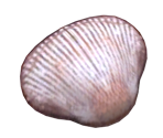 Scallop