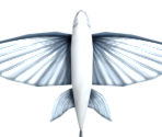 010 Flying Fish